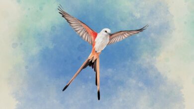Wingspan