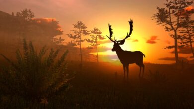 Virtual Hunter